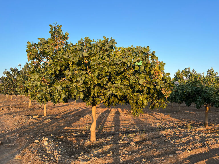 pistachero Golden Hills