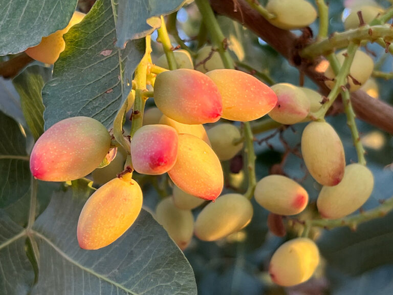 racimos de pistachos golden